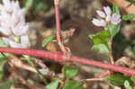 Pennsylvania smartweed